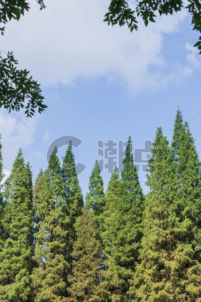 蓝天白云树叶前景绿意风景图片素材免费下载