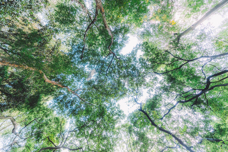 天空树枝枝干仰拍自然美图片素材免费下载