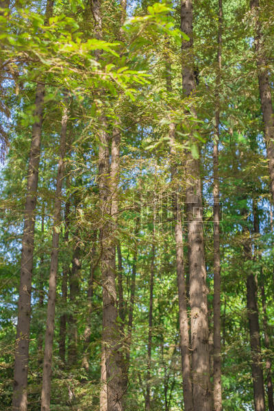 树林树干蓝天自然风景图片素材免费下载