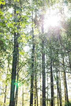 树干树叶阳光清新背景图片素材免费下载