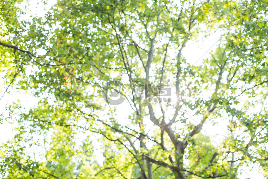 树干树叶阳光清新背景图片素材免费下载