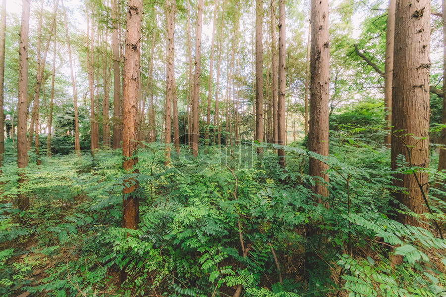 清新背景自然美环境森林图片素材免费下载