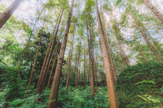 绿色植物树干森林结构自然图片素材免费下载