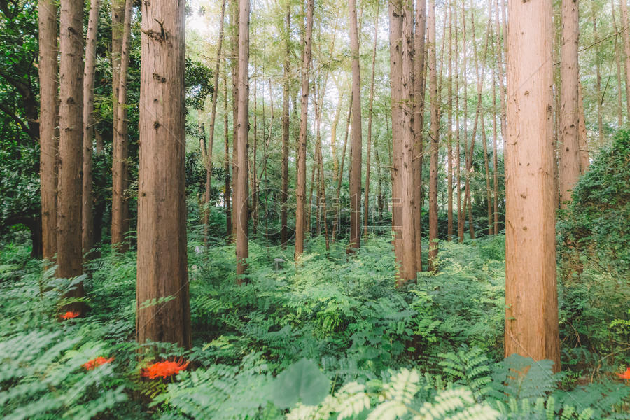 绿色森林树木植物叶子叶片图片素材免费下载