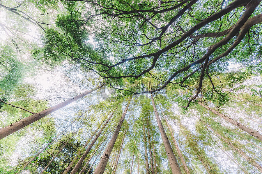 树枝植物仰拍结构绿色森林图片素材免费下载