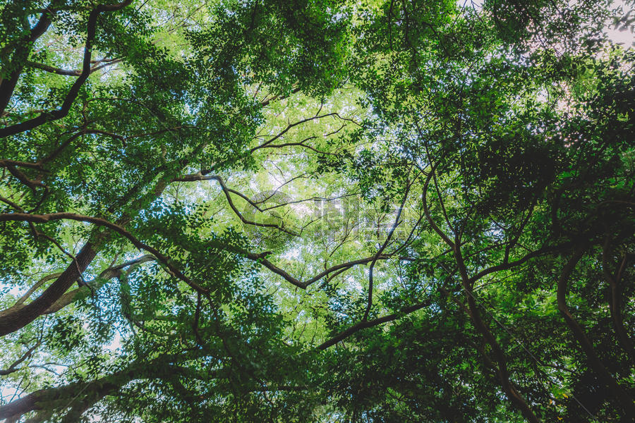 绿色植物结构树枝枝繁叶茂图片素材免费下载