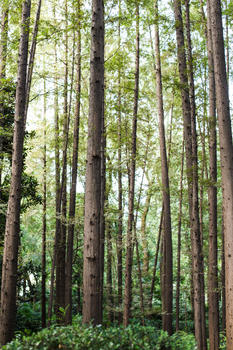 树林树干自然风光风景图片素材免费下载