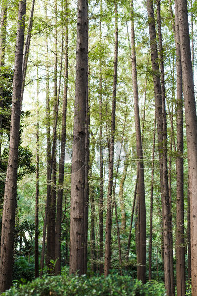 树林树干自然风光风景图片素材免费下载