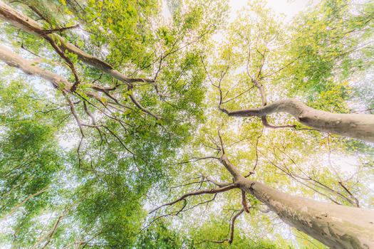 树木枝干仰拍天空枝繁叶茂图片素材免费下载
