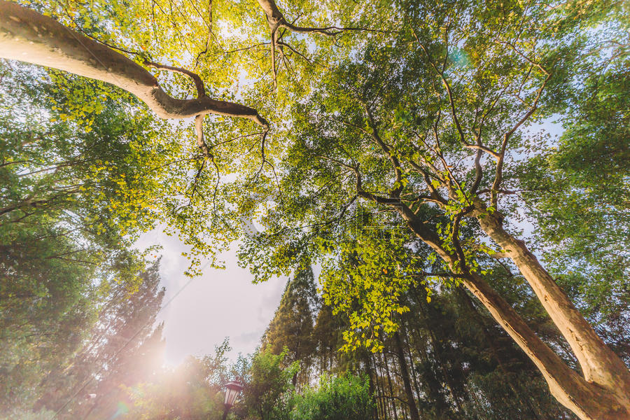 植物树木阳光森林绿意图片素材免费下载