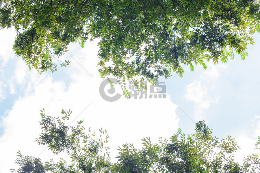 树林树叶蓝天白云自然风光图片素材免费下载
