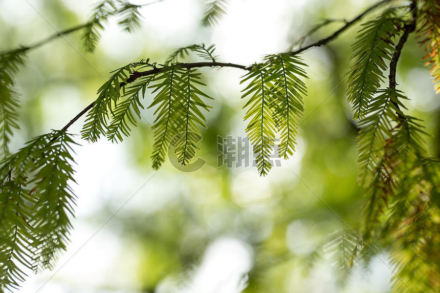 自然绿色树枝树叶图片素材免费下载
