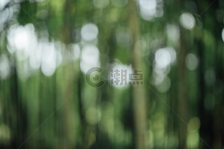 风景绿色植物竹林虚化背景图片素材免费下载