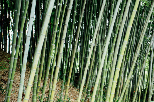 风景绿色植物竹林图片素材免费下载