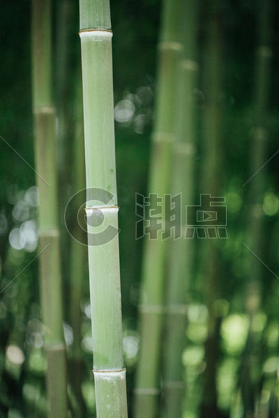 风景绿色植物竹林背景图片素材免费下载