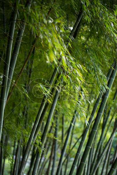 风景绿色植物竹林图片素材免费下载