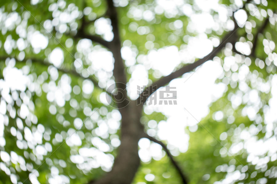 自然绿色树叶背景素材图片素材免费下载