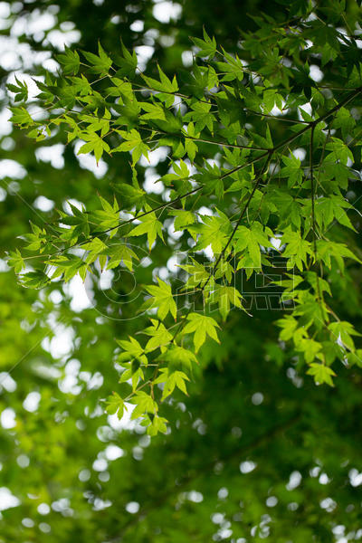 自然绿色枫叶背景素材图片素材免费下载