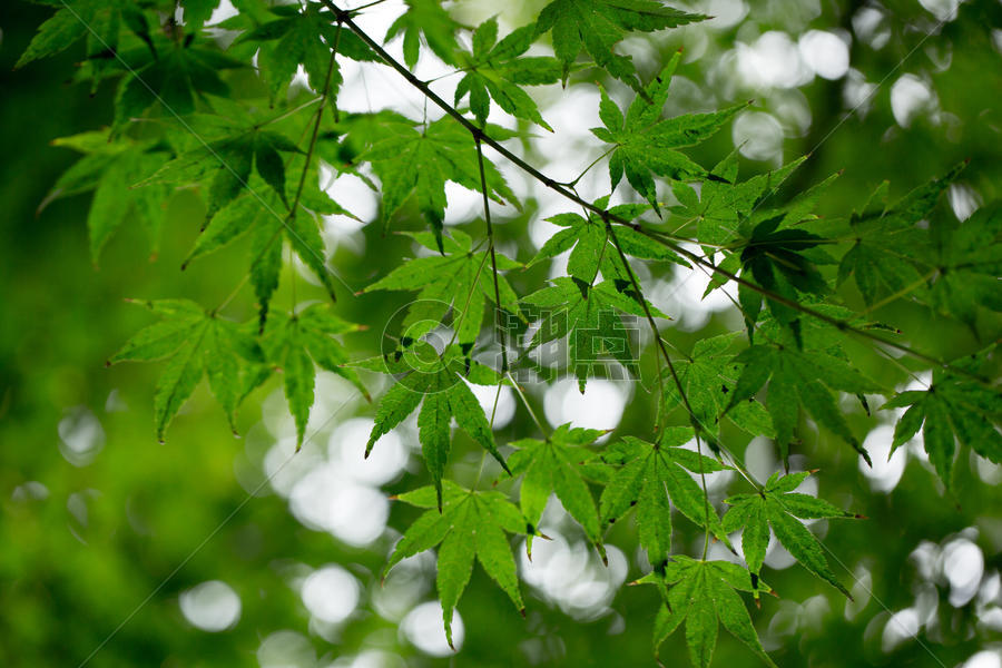 自然绿色枫叶背景素材图片素材免费下载
