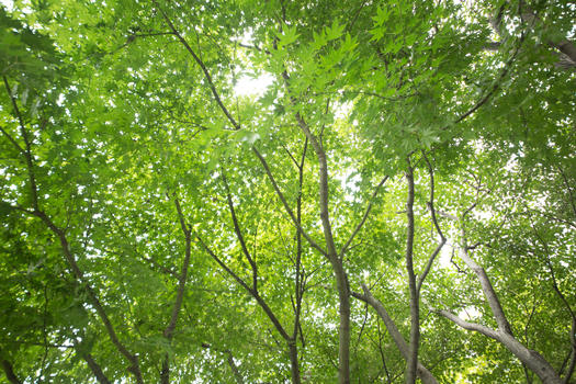 大自然绿色树叶图片素材免费下载