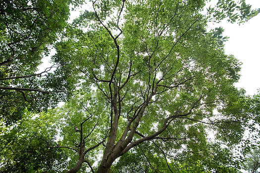 公园绿色树木枝干图片素材免费下载