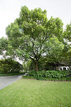公园绿色树木图片素材免费下载