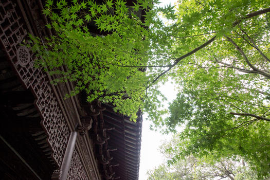 古典传统建筑和绿色树枝图片素材免费下载