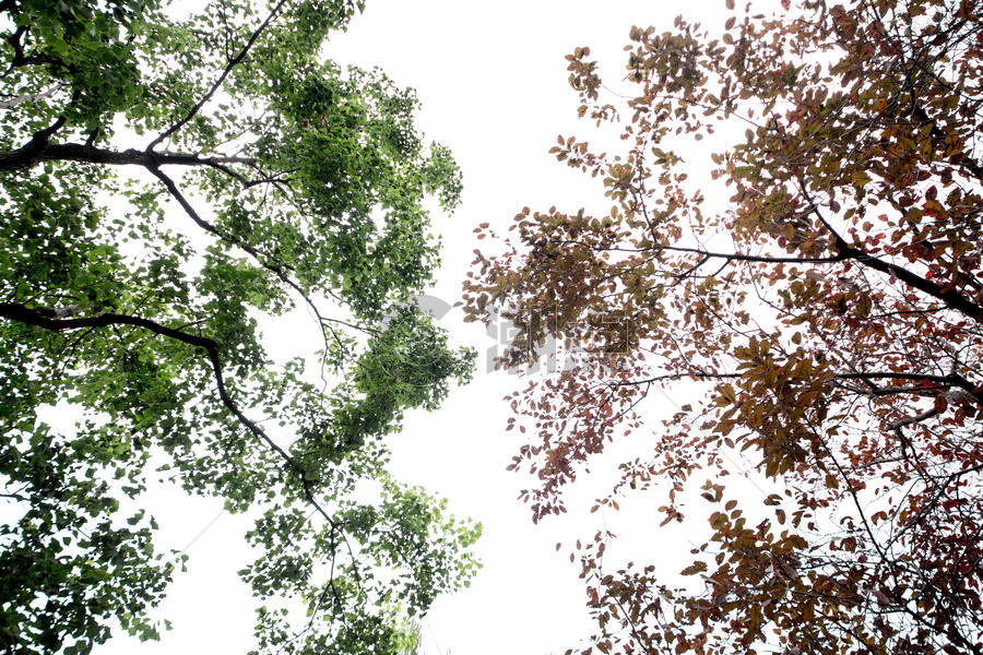 自然风景绿色植物树叶图片素材免费下载
