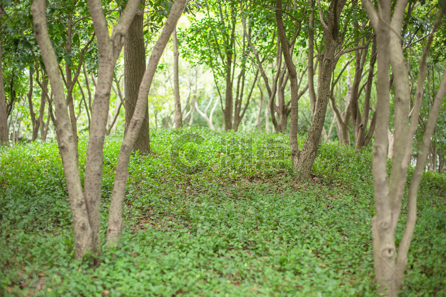 树林树干草地自然风景图片素材免费下载