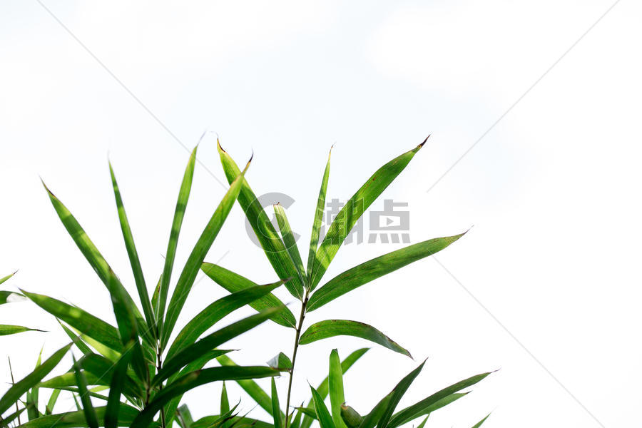 自然风景绿色植物竹叶图片素材免费下载