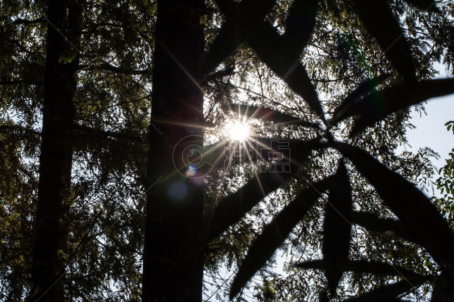 树叶里透射出的阳光图片素材免费下载