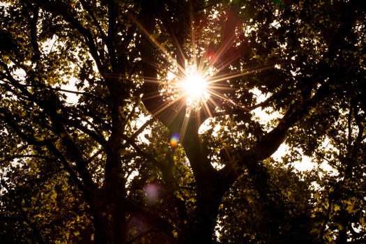 夕阳透出树枝温暖的光芒图片素材免费下载