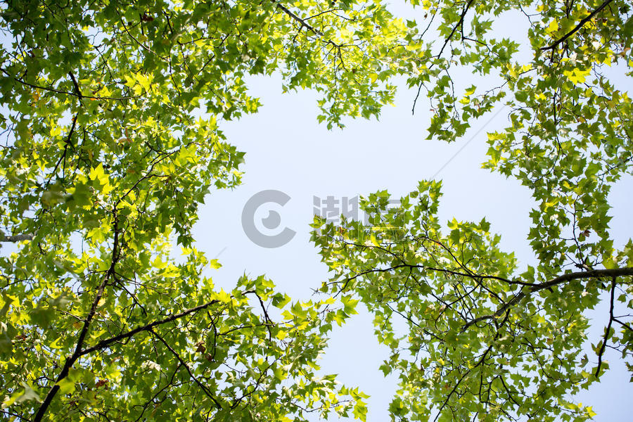 绿色植物树枝中间的天空图片素材免费下载