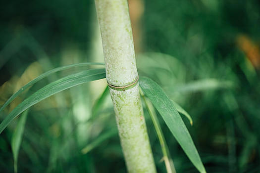 自然植物绿色竹叶图片素材免费下载