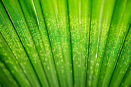 自然植物绿色树叶图片素材免费下载