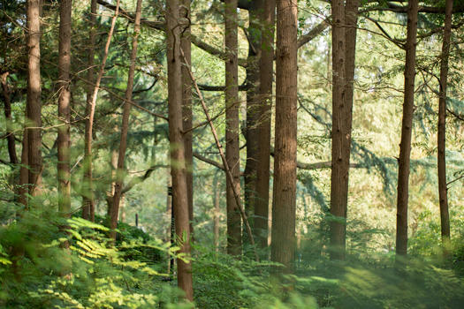 自然植物绿色树林图片素材免费下载