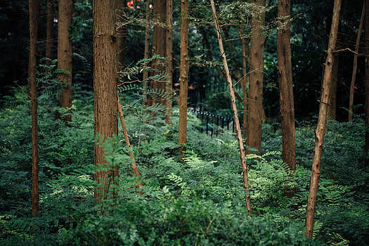 自然植物绿色树林图片素材免费下载