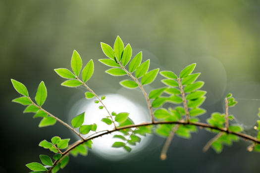 自然植物绿色树叶图片素材免费下载