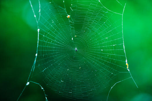 自然蜘蛛网图片素材免费下载