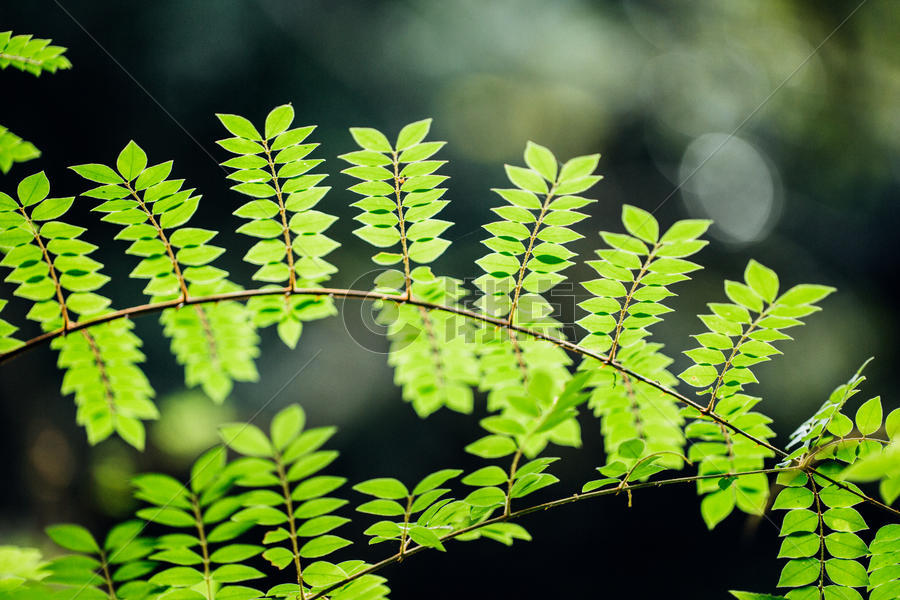 自然植物绿色树叶素材背景图片素材免费下载