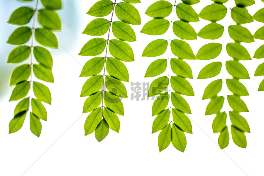 自然植物绿色树叶素材背景图片素材免费下载