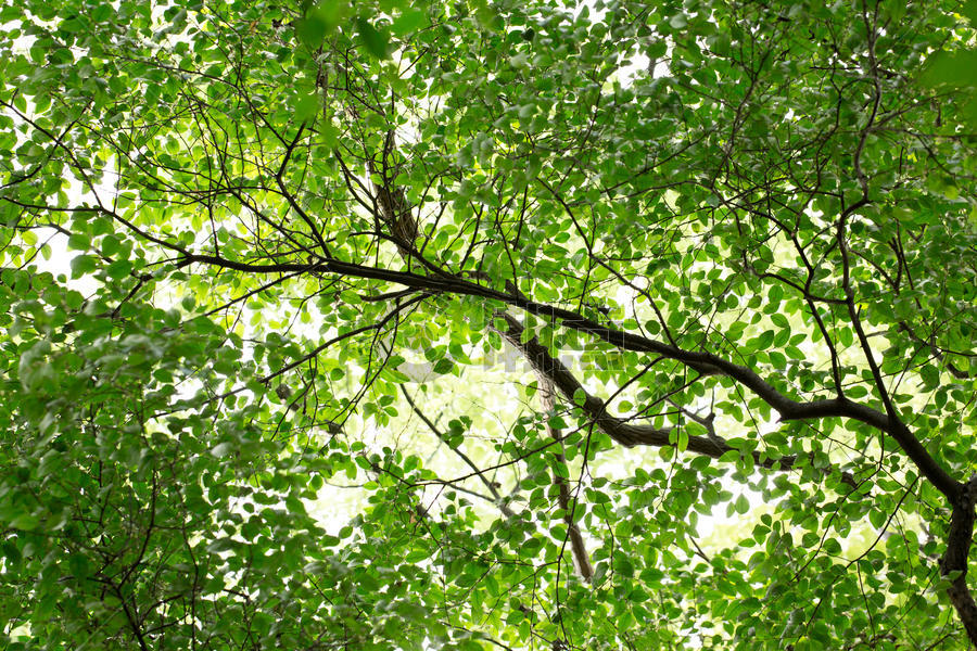 自然绿色树枝背景素材图片素材免费下载