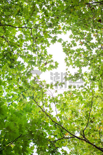 自然绿色树枝背景素材图片素材免费下载