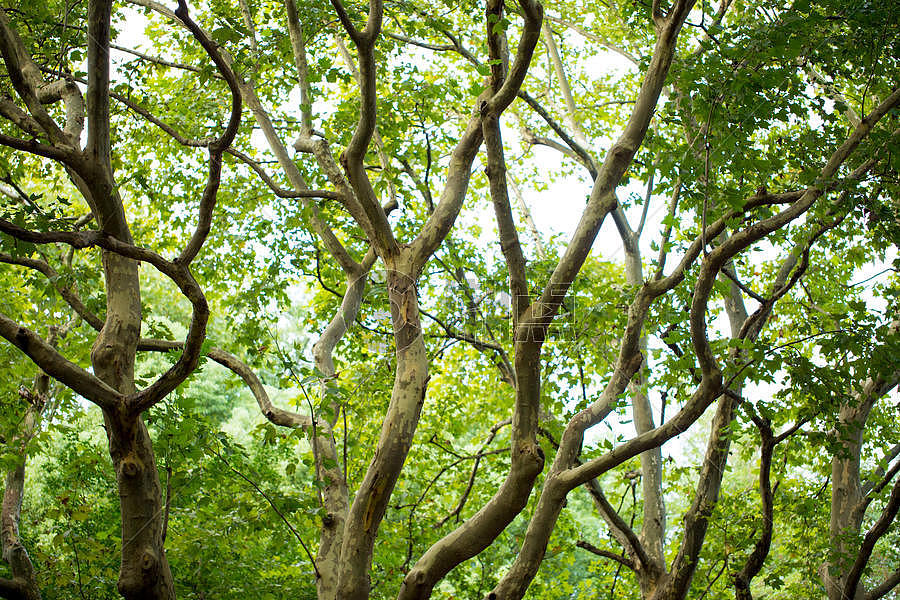 自然绿色树枝背景图片素材免费下载