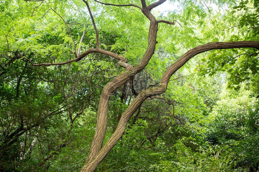自然绿色树枝背景图片素材免费下载
