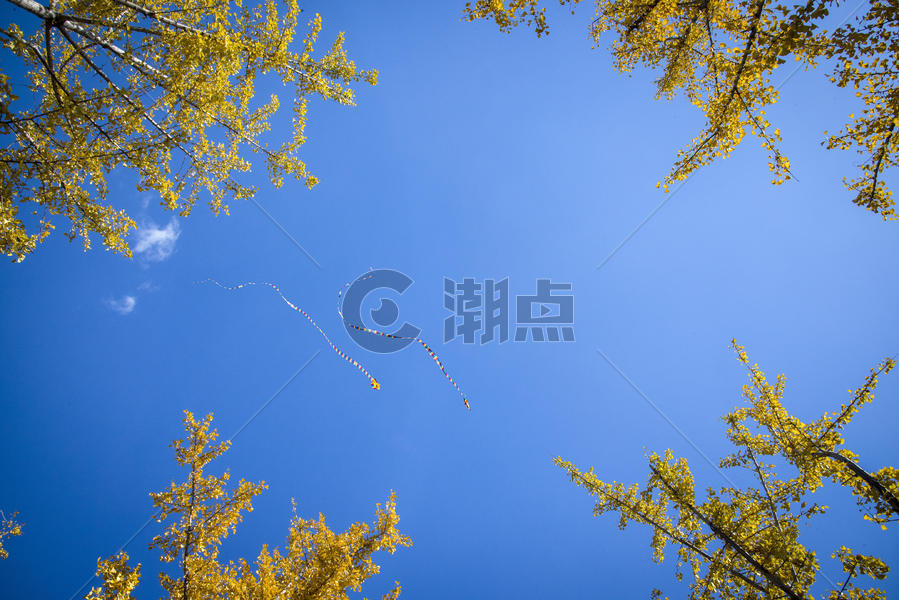 树上的风筝图片素材免费下载