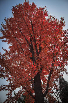 红红火火的树图片素材免费下载