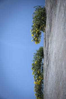 蓝天下的野菊图片素材免费下载