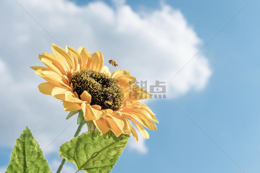 蜜蜂正在采蜜蓝天白云向日葵图片素材免费下载