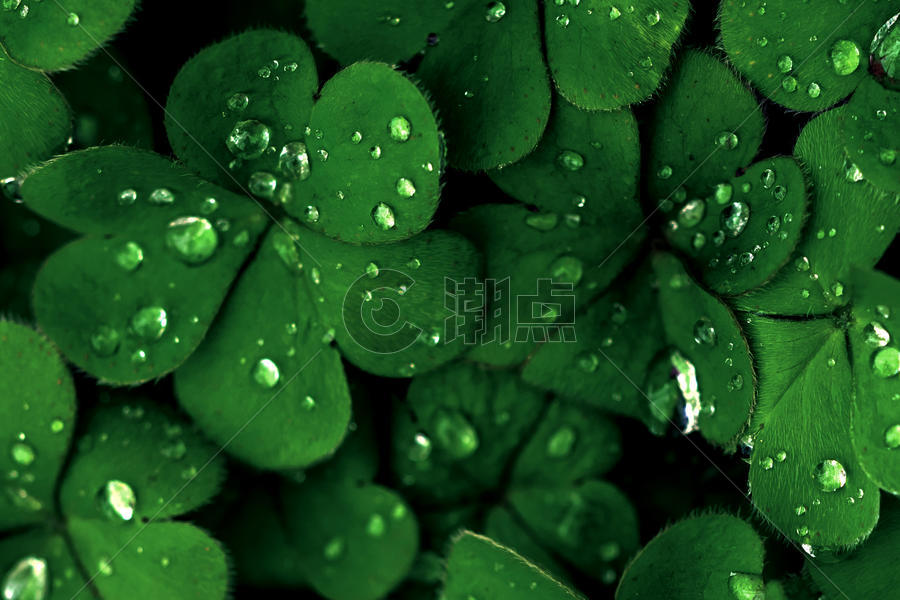 雨后的水滴在植物上温存图片素材免费下载